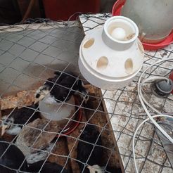 20231013_145315.jpg chick feeder - chick feeder