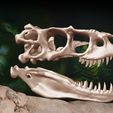 10.jpg Albertosaurus 3D skull