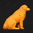 1894-Bernese_Mountain_Dog_Pose_06.jpg Bernese Mountain Dog 3D Print Model Pose 06