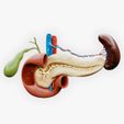 Pancreas.jpg Pancreas Cross Section Anatomy