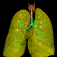 03.png 3D Model of the Lungs Airways