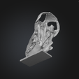 Captura-de-pantalla-2025-11-27-132605.png Protoceratops Skull