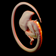 2.png Neomorph embryo / Xenomorph embryo
