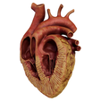 split_obese_002.png Anatomical human obese heart in cross section