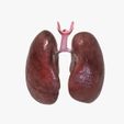 Top.jpg Human Lungs