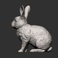 rabbit-rex-agouti11.jpg Rabbit rex agouti 3D print model