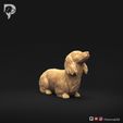 Dachshund-Miniature-Long-Haired-Pose-08-Dog-3D-Print-1s.jpeg Dachshund Miniature Long Haired Pose 08