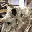 Squelette de bébé Triceratops Part01/07