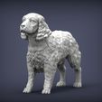 Spaniel3.jpg 3D-Datei Englischer Springer Spaniel 3D-Druck Modell・Design für 3D-Drucker zum herunterladen