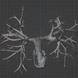 13.png 3D Model of the Lungs Airways