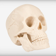 Capture d’écran 2017-09-05 à 17.50.48.png Cráneo humano