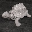 22.jpg Turtle - No Presupported