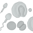 Embryonic_Wireframe.png Human Embryonic Development
