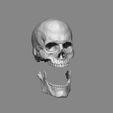 SKULL and JAW 2.jpg Anatomy Male Skull 1/2 Size