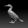 87.jpg cormorant