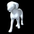 02.jpg DOG - DOWNLOAD Dalmatian 3d model - Animated for blender-fbx- Unity - Maya - Unreal- C4d - 3ds Max - CANINE PET GUARDIAN WOLF HOUSE HOME GARDEN POLICE  3D printing DOG DOG