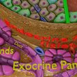 ps10.jpg Diabetes pancreas anatomy microscopy islet beta insulin model