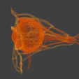 13.png 3D Model of Complete Eye Anatomy