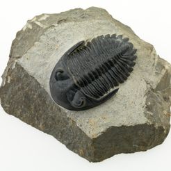 149623-001_display_large.jpg Trilobite (P149623)