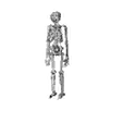Skeleton.duf.png Low poly skeleton