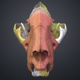 tiger_skull_stl_3Demon.392.jpg Tiger Skull (Panthera Tigris Tigris) realistic replica