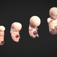 fetal-development-stages-human-embryonic-3d-model-obj-5.jpg Fetal Development Stages - Human Embryonic
