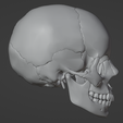 39.png 3D Model of Skull Bones