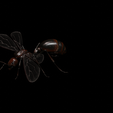 TT1.png ANT - DOWNLOAD ANT 3d Model - animated for Blender-Fbx-Unity-Maya-Unreal-C4d-3ds Max - 3D Printing ANT ANT - INSECT - POKÉMON - BUG - DINOSAUR - DRAGON - BEE