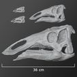 36 cm Fichier STL Jeune crâne de Maiasaura・Design imprimable en 3D à télécharger