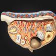 1.jpg 3D Relief Model of the Ovary