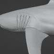 Carcharodon3D_04.jpg White shark (Carcharodon carcharias)