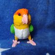 IMG_20240617_154803364.jpg Caique