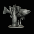 peacock-bass-trophy-natural-2-2-21.png Peacock bass (Cichla ocellaris) fish trophy in motion sculpture 2 underwater detailed texture for 3d printing