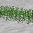 corn-17.png Campo de milho