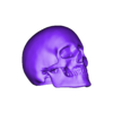 Human_skull.obj Human Skull