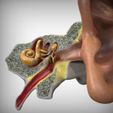 Closeup_View.jpg Parties de l'anatomie de l'oreille