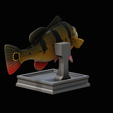 peacock-bass-trophy-1-1-11.png Peacock bass (Cichla ocellaris) fish in motion trophy statue for 3d printing
