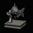 common-carp-trophy-2-2-1-27.png COMMON CARP (CYPRINUS CARPIO) fish in motion trophy statue detailed texture for 3d printing