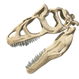 05.png Surophaganax fossilized skull