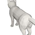 10006.jpg Cat