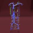 file-37.jpg Venous system thorax abdominal vein labelled 3D model