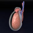 testis-anatomy-histology-3d-model-blend-25.jpg testis anatomy histology 3D model