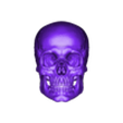 Human Skull Cut OBJ_3Demon.obj Anatomically Correct Human Skull - Homo Sapiens Sapiens