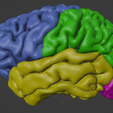 2.png 3D Right Brain Hemisphere Model