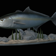 Greater-Amberjack-statue-1.png fish greater amberjack / Seriola dumerili statue underwater detailed texture for 3d printing