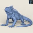 Resin-1400.jpg Iguana salvaje Lagarto