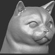 4.jpg British Shorthair cat head for 3D printing