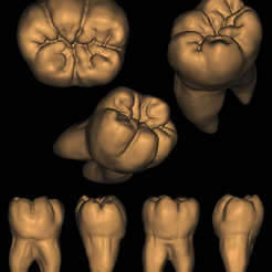 Molar.png First Lower Molar with Roots