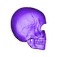 Skull_L.stl Anatomie