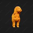 1016-Basset_Griffon_Vendeen_Petit_Pose_02.jpg Basset Griffon Vendeen Petit Dog 3D Print Model Pose 02